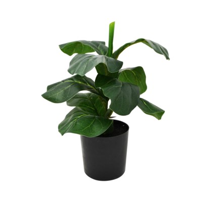 PLANT IN POT-FICUS