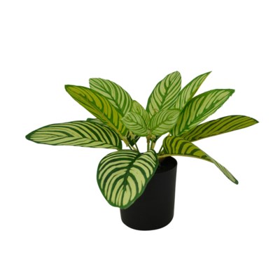 POTTED PLANT DIEFFENBACHIA